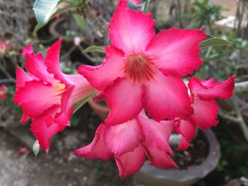 Close-up of pink flowers blooming outdoors