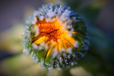 Close-up of dew on yellow flower