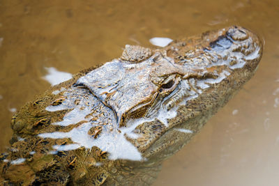 High angle view of crocodile in a water