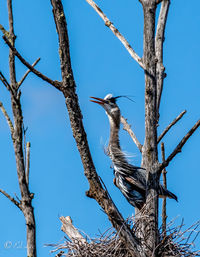 Low angle view of bird perching on tree