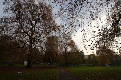 Trees in park during autumn