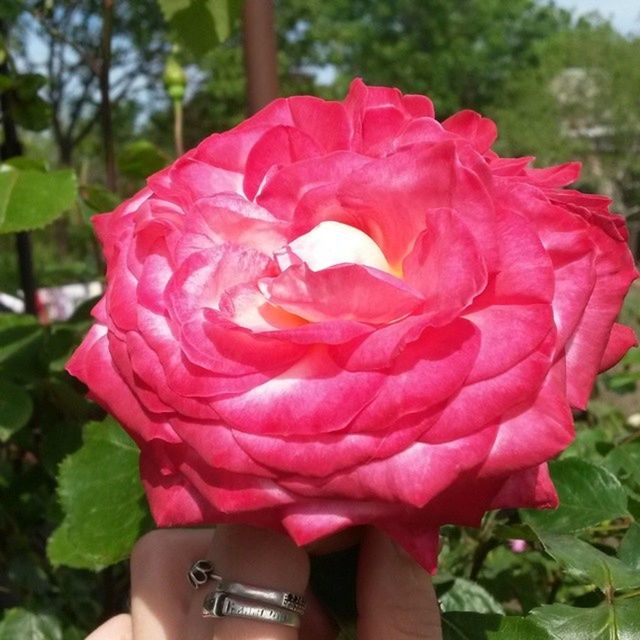 flowering plant, plant, flower, beauty in nature, vulnerability, petal, fragility, freshness, inflorescence, close-up, pink color, one person, flower head, real people, focus on foreground, nature, human body part, hand, day, human hand, body part, finger, outdoors