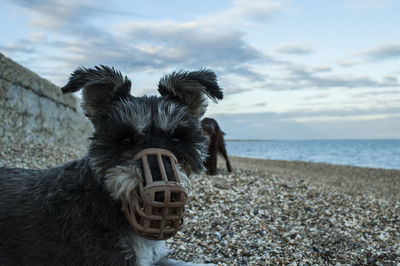 Portrait of dog on beach