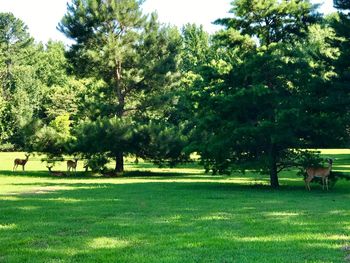 Trees on field