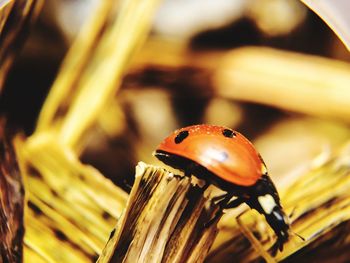 Close-up of snail
