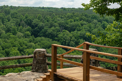 View of trees in forest