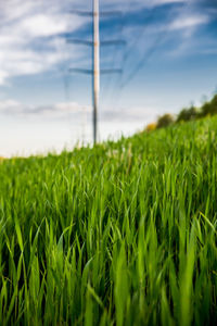 Surface level of crops growing on field