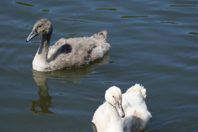 Swan swimming in lake