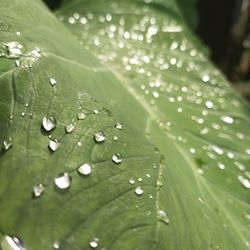 Close-up of raindrops on leaves