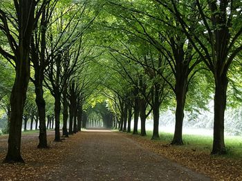 Empty road along trees