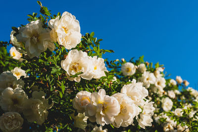 Close-up of white flowering roses against sky 