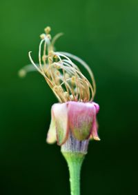 Close-up of rose bud