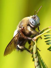 Close-up of insect on leaf