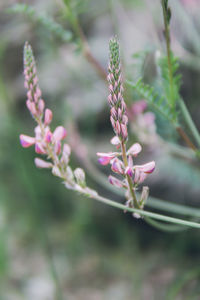 Close-up of pink flowering plant