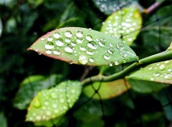 Close-up of wet plant