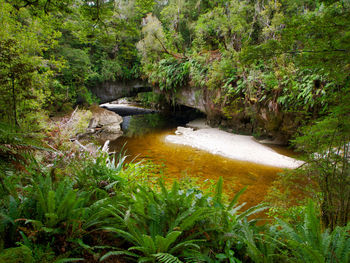Scenic view of river in forest