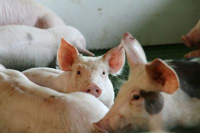 Close-up of pigs