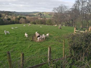 Sheep grazing on field against sky