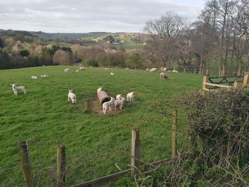 Sheep grazing on field against sky