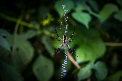 High angle view of spider on web at vegetable garden