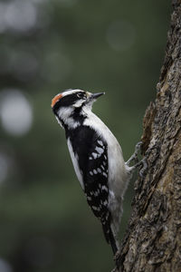 Close-up of bird perching on tree