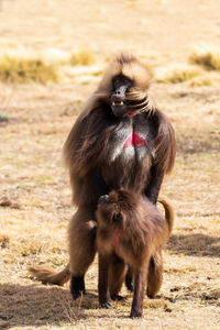 Portrait of monkey sitting on field