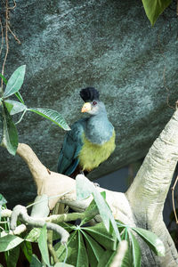Bird perching on a tree
