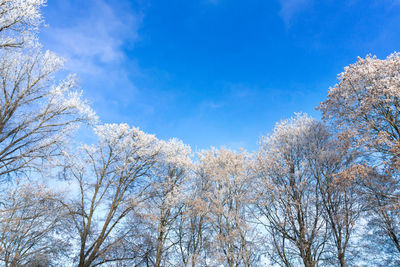 Low angle view of bare trees against blue sky