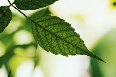 Close-up of green leaves