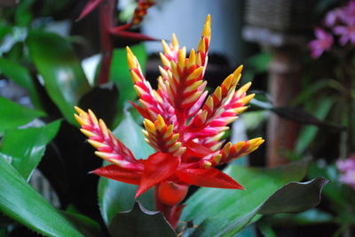 Close-up of red flowering plant