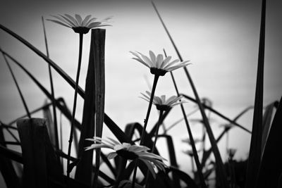 Close-up of flowers