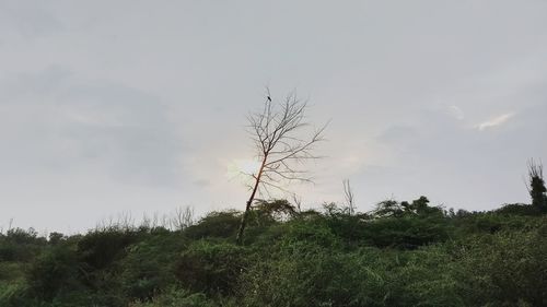 Trees on landscape against sky