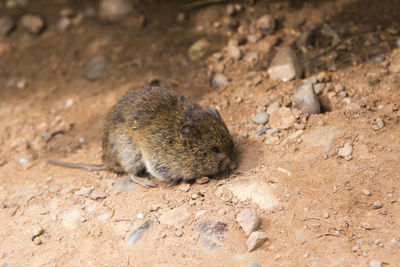 Closeup of cute chubby vole crouched immobile on ground during summer afternoon