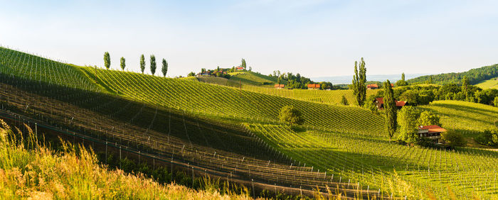 Scenic view of agricultural field against sky