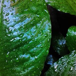 Close-up of leaves floating on water