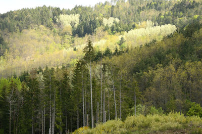 Pine trees in forest