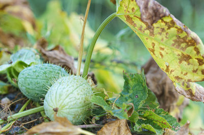 Close-up of plant