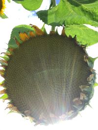 Close-up of fresh green leaf