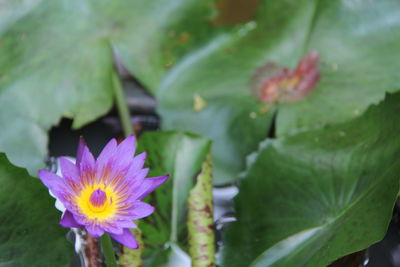 Close-up of purple flowering plant