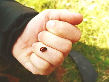 Close-up of hand holding ladybug