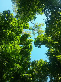 Low angle view of trees against sky