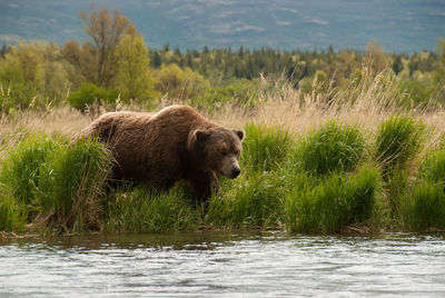 Brown bear in front of river at katmai national park