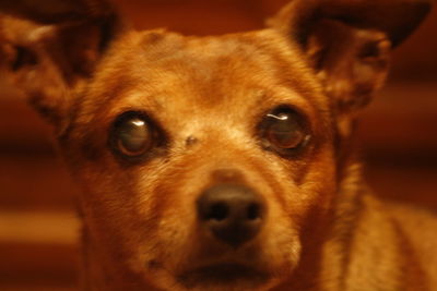 Close-up portrait of dog