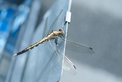 dragonflies and damseflies