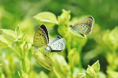 Close-up of butterfly pollinating on flower