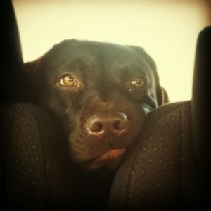 Close-up portrait of a dog