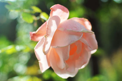 Close up of flower