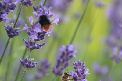 Close-up of purple flowers