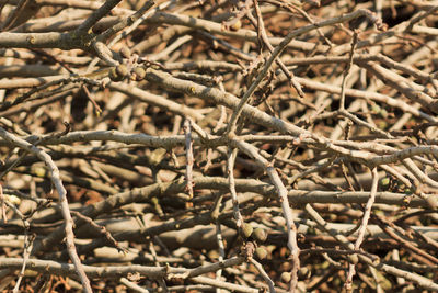 Close-up of tree branches