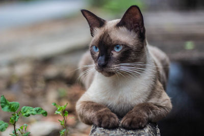 Close-up portrait of tabby cat